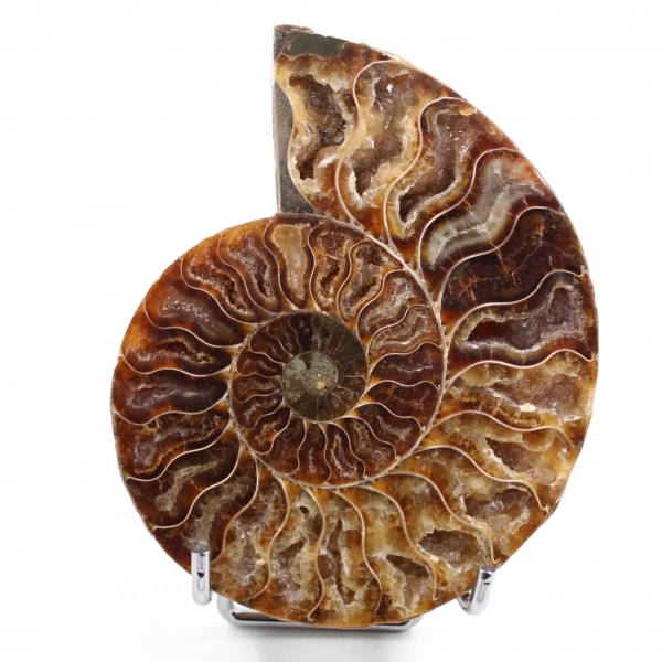 Ammonite segato e lucidato in un unico pezzo