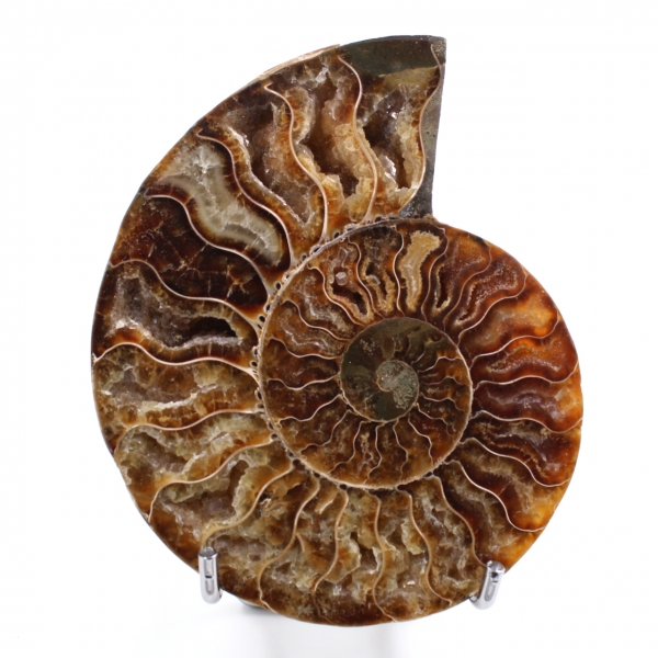 Ammonite segato e lucidato in un unico pezzo