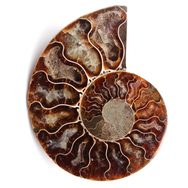 Fossile di ammonite lucido e segato