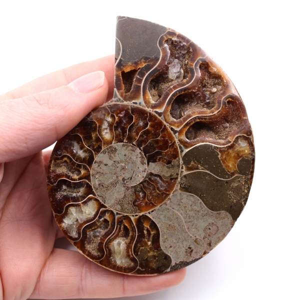 Fossile di ammonite lucido e segato