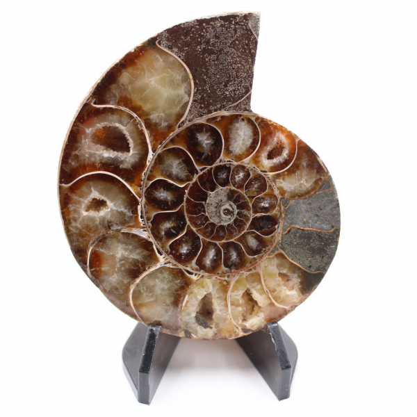 Fossile di ammonite lucido