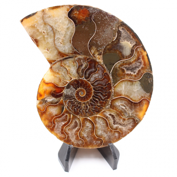 Fossile di ammonite lucido