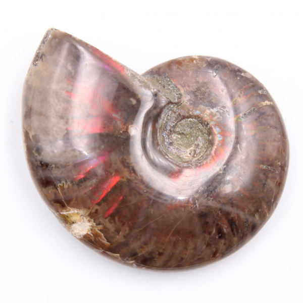 Piccola ammonite perlata intera