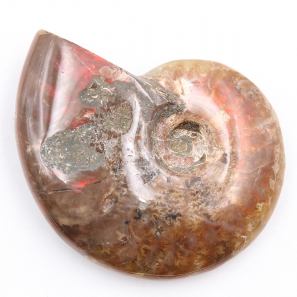 Piccola ammonite perlata intera
