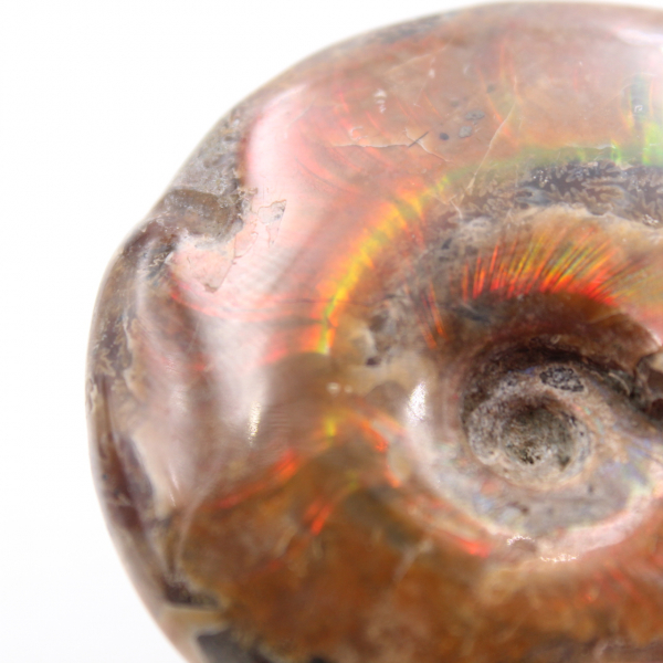 Piccola ammonite perlata intera