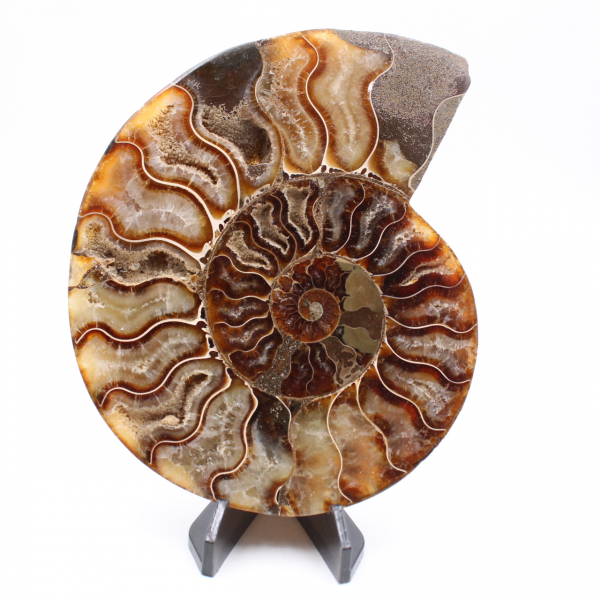 Ammonite tagliato un pezzo