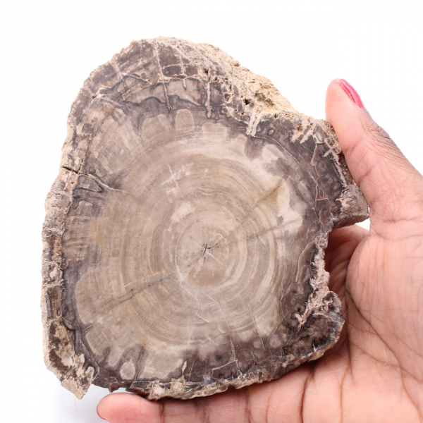 Fetta di legno fossile pietrificato