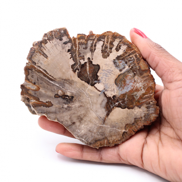 Fetta di legno fossile pietrificato