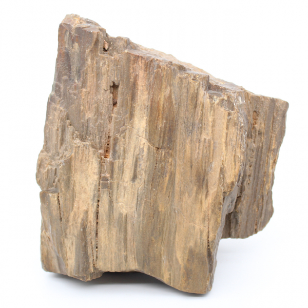 Blocco di legno fossile dell'Arizona