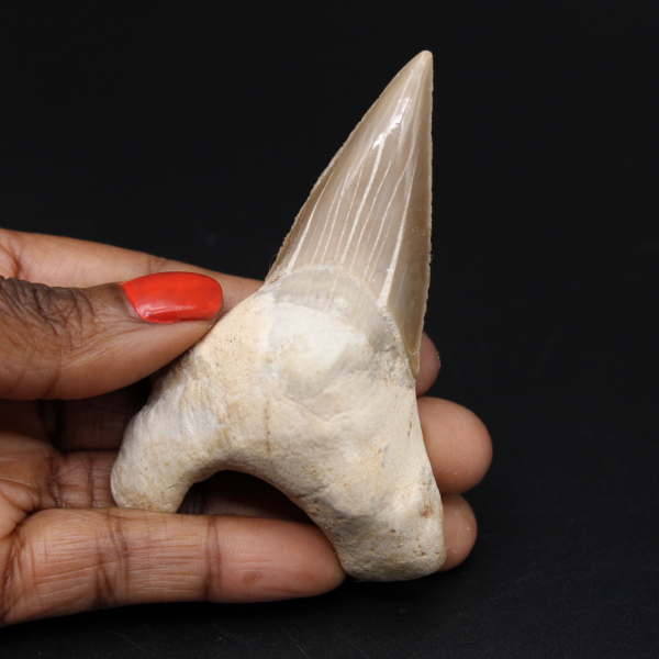 VERO Dente fossile di squalo OTODUS OBLIQUUS