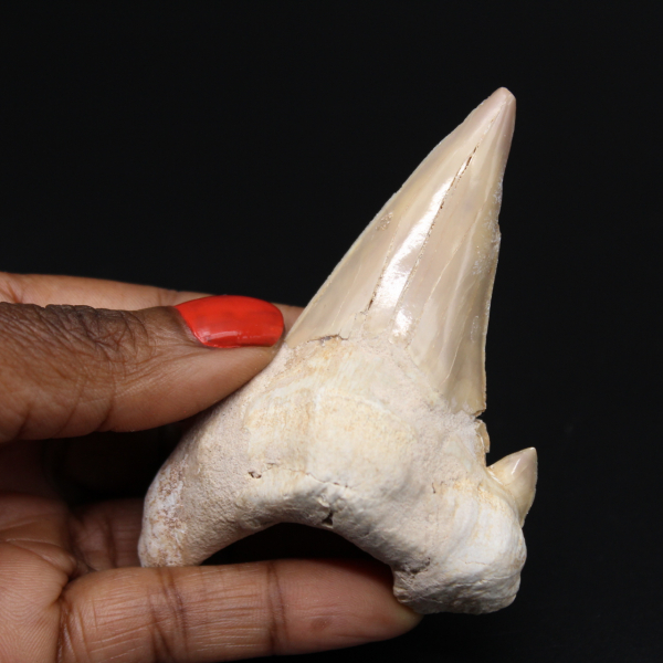 Dente di squalo fossile Otodus obliquus