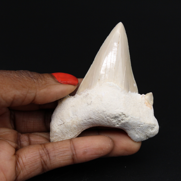 Dente fossilizzato di squalo Otodus obliquus