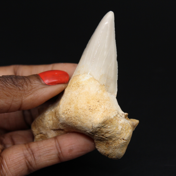 Esemplare di dente fossile di squalo