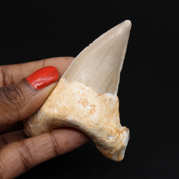Esemplare fossile di dente di squalo