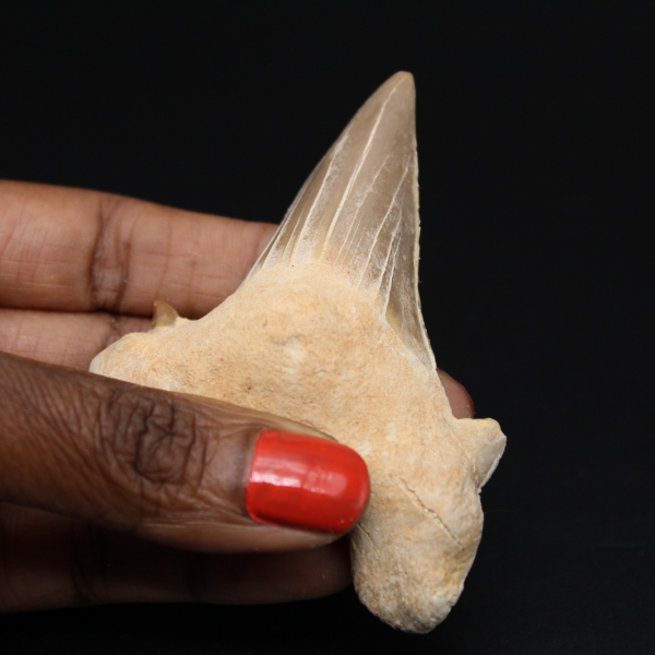 Dente fossile di Otodus obliquus