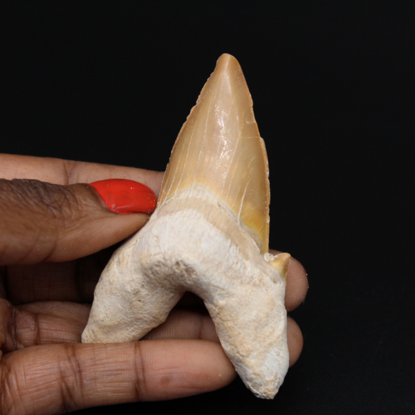 Dente fossile di squalo Otodus obliquus
