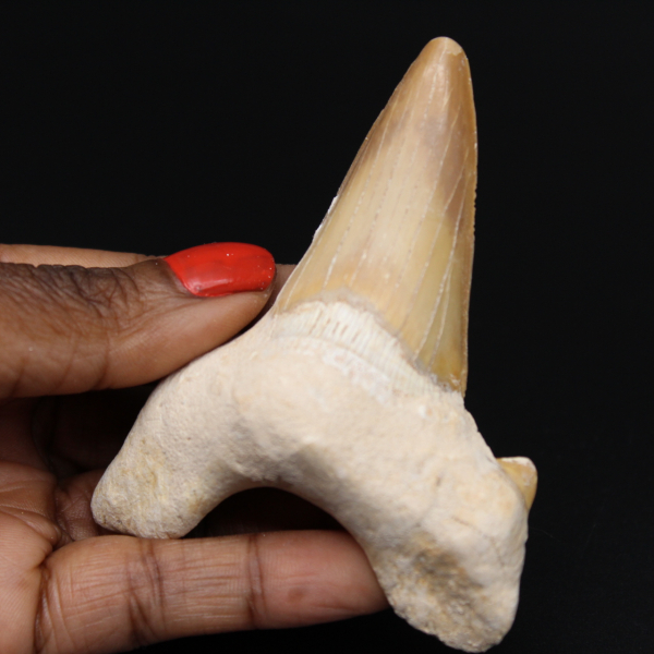 Dente di squalo fossile Otodus obliquus
