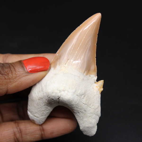 Esemplare di dente fossile di squalo