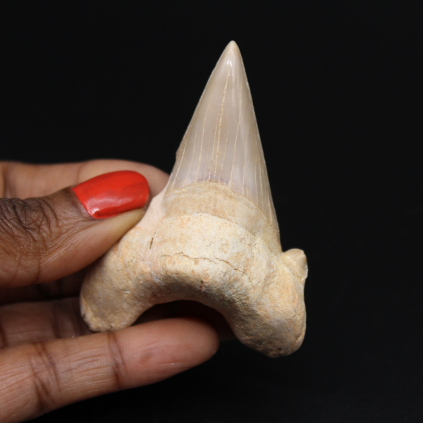Dente di squalo fossilizzato