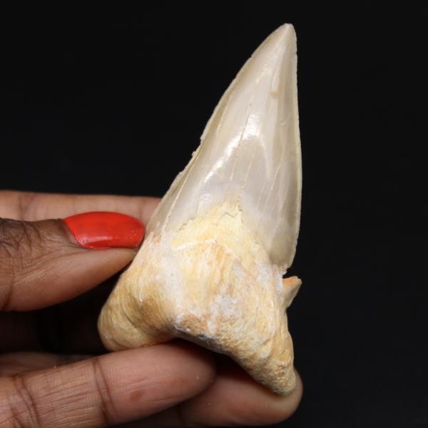 Dente di squalo fossilizzato dal Marocco