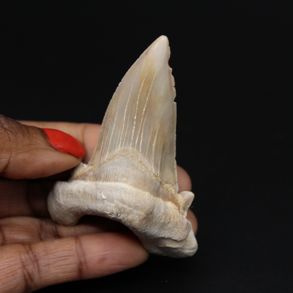 Dente fossile di squalo Otodus obliquus