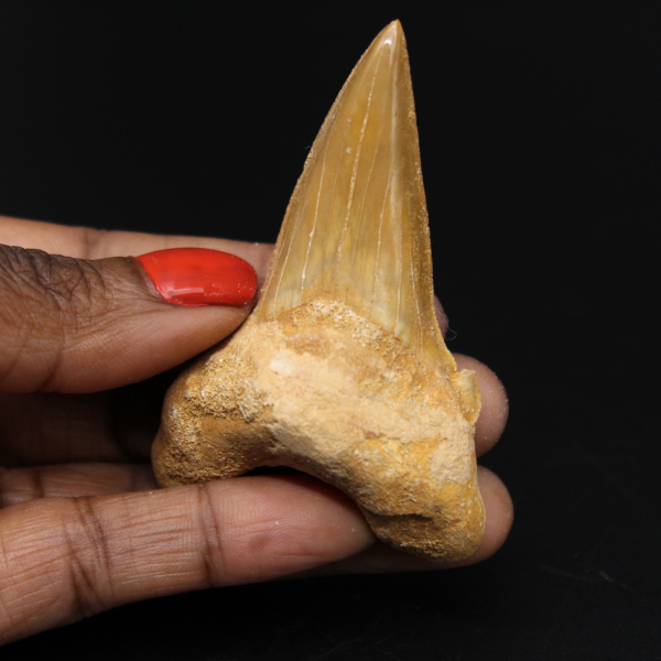 Dente fossilizzato di squalo Otodus obliquus