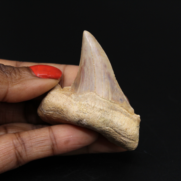 Dente fossile del Marocco, squalo