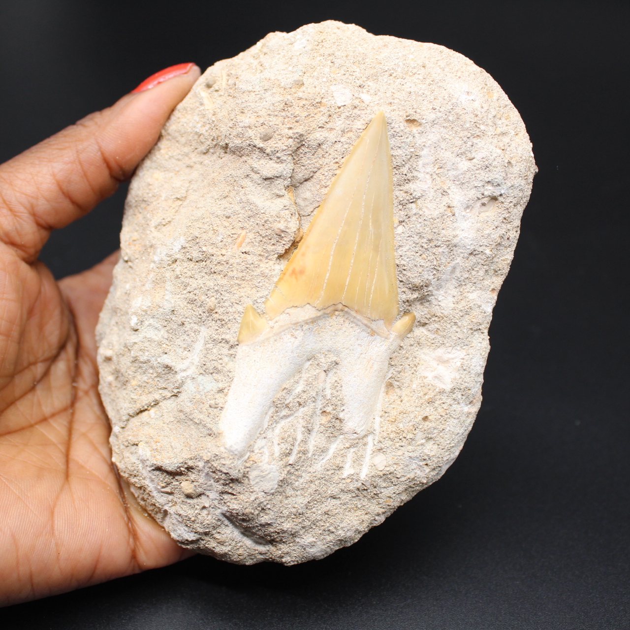 Esemplare fossile di dente di squalo su matrice
