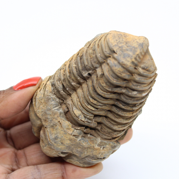 Trilobite marocchina fossilizzata
