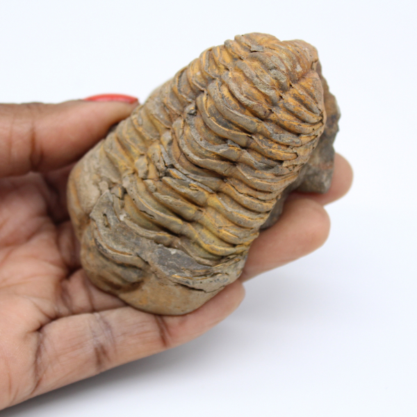 Trilobite fossile dal Marocco