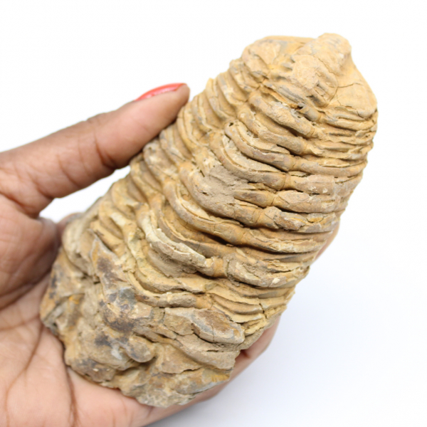 Trilobite fossile