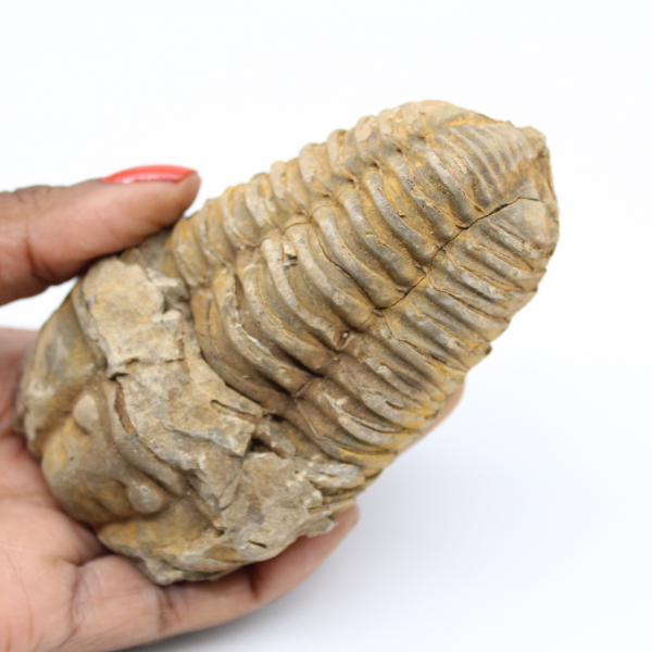 Trilobite fossile del Marocco
