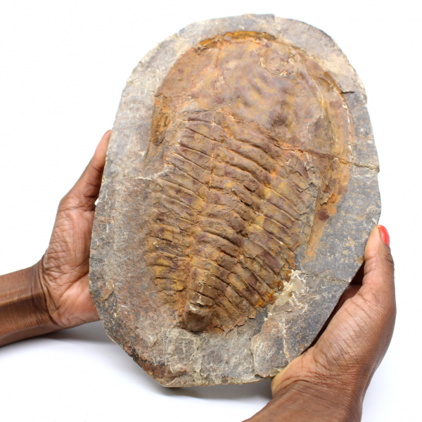 Grande trilobite fossile dal Marocco
