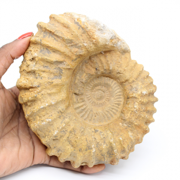 Ammonite fossilizzata dal Marocco