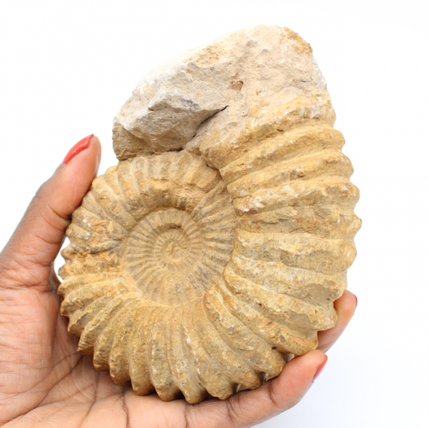 Fossile di ammonite dal Marocco