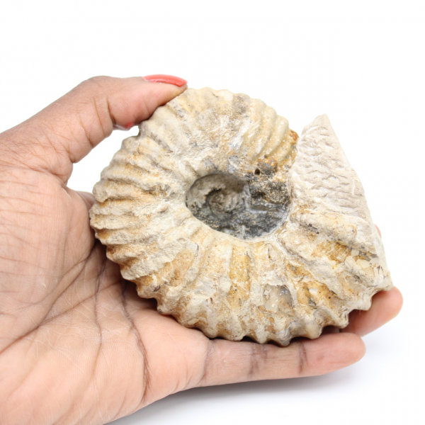 Ammonite marocchina fossilizzata