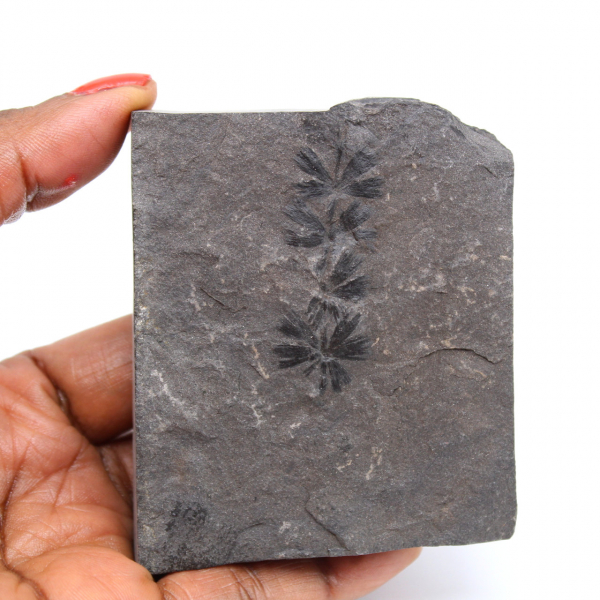 Anularia fossile