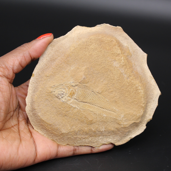 Pesce fossile dal Marocco