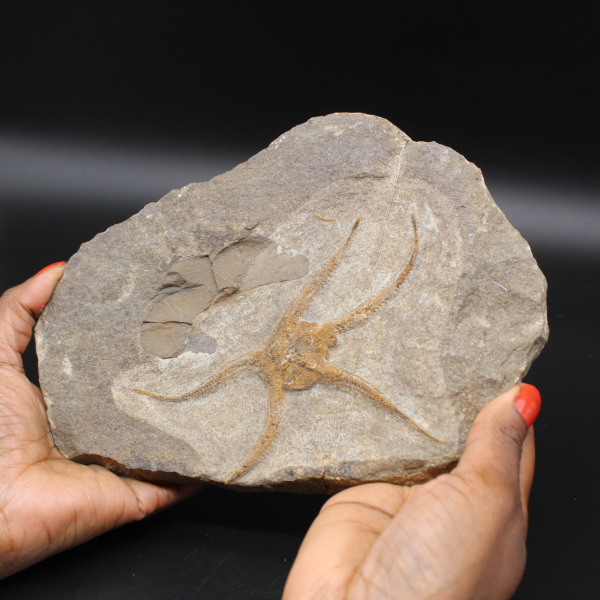 Stelle fragili fossilizzate dal Marocco
