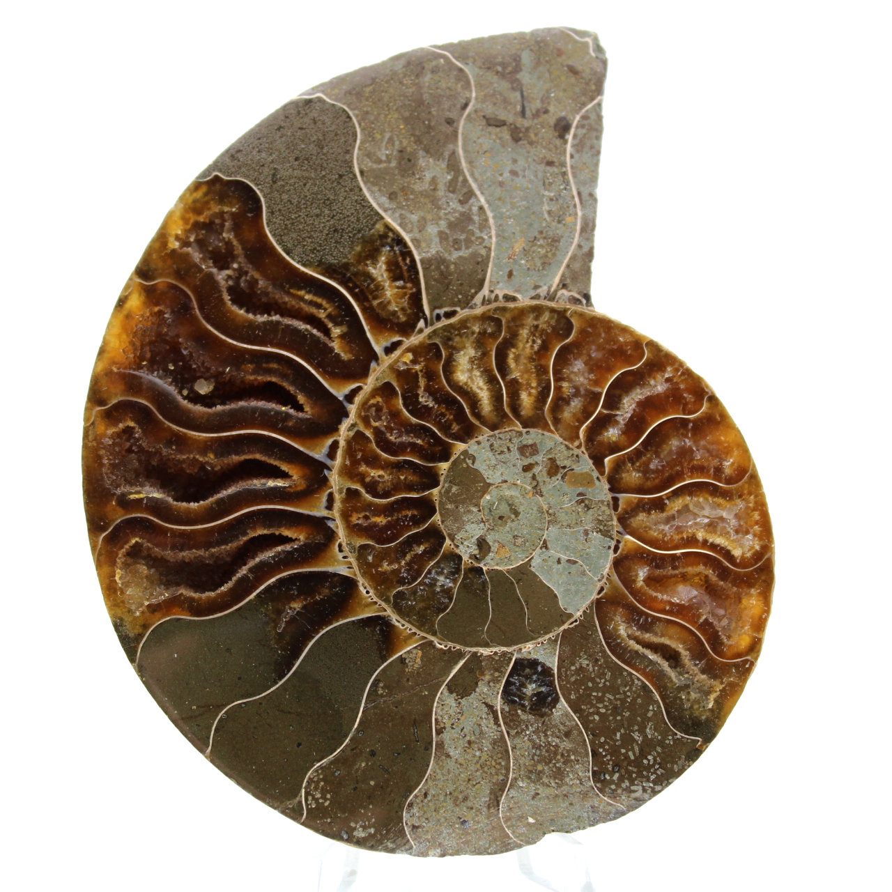 Ammonite del Madagascar