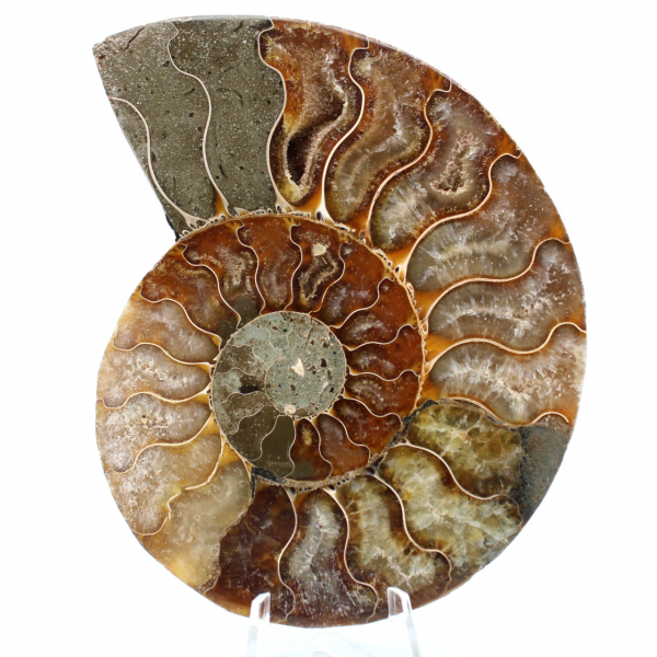 Un pezzo fossile di ammonite