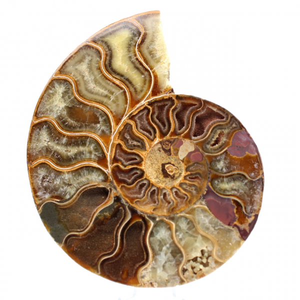Ammonite segata lucidata
