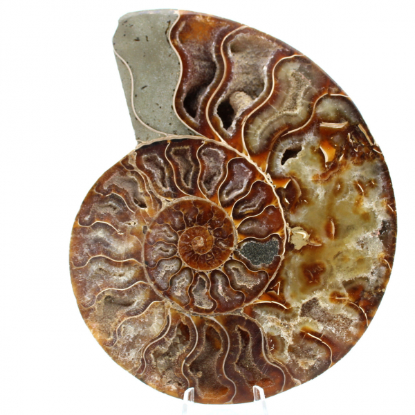 Un pezzo fossile di ammonite