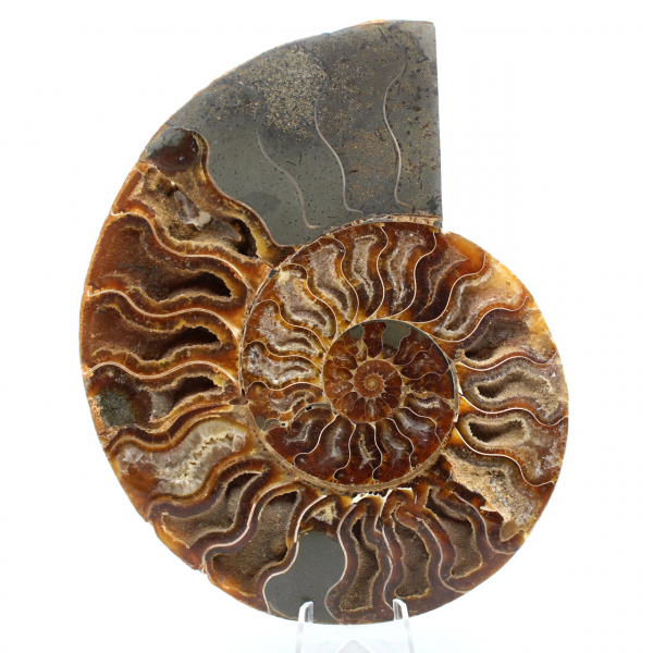 Ammonite segata lucidata