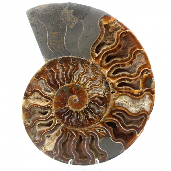 Ammonite fossile del Madagascar