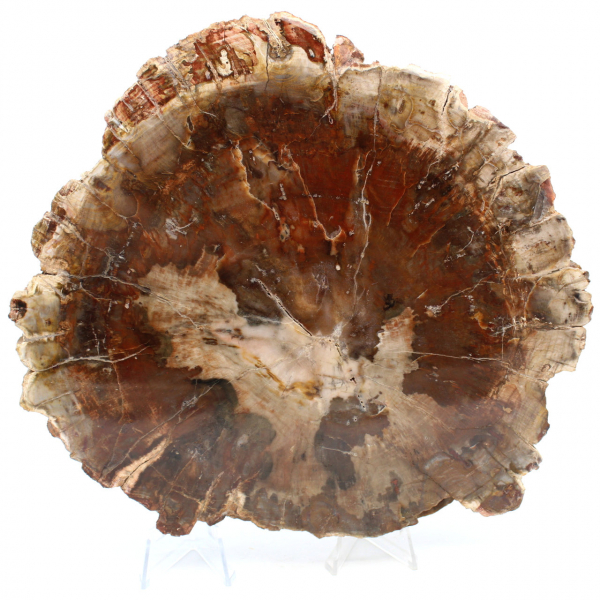 Fetta di legno naturale fossilizzato