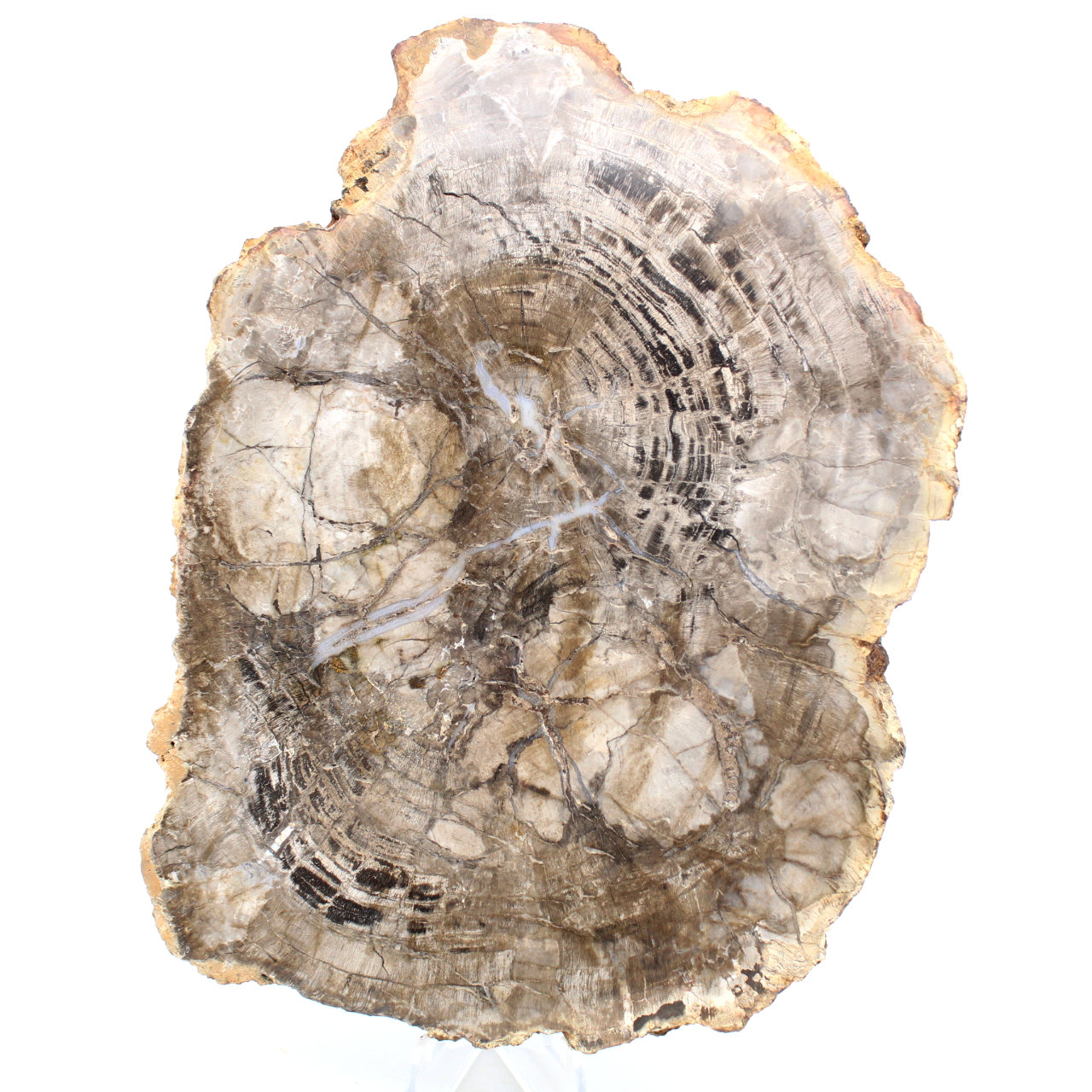 Legno fossile lucidato del Madagascar