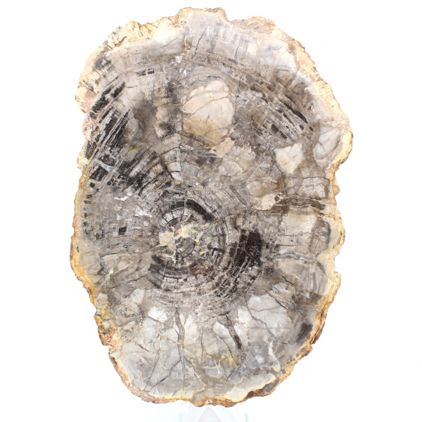 Legno fossile lucidato naturale