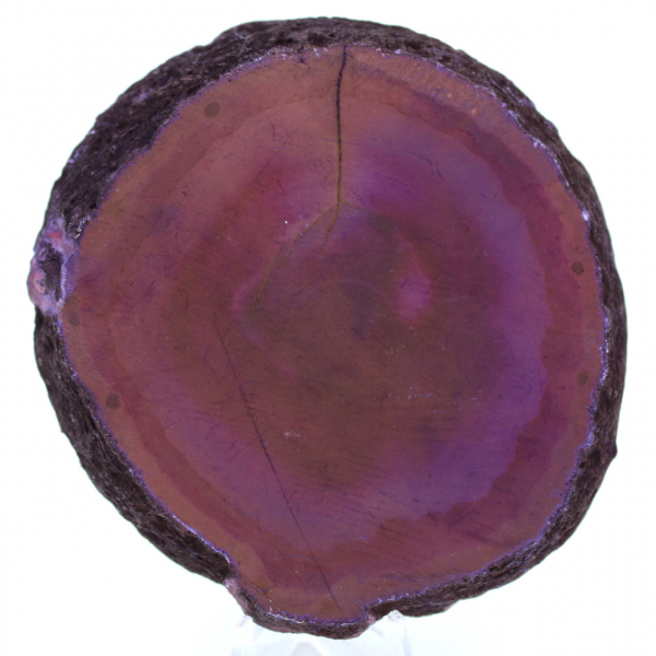 agata viola