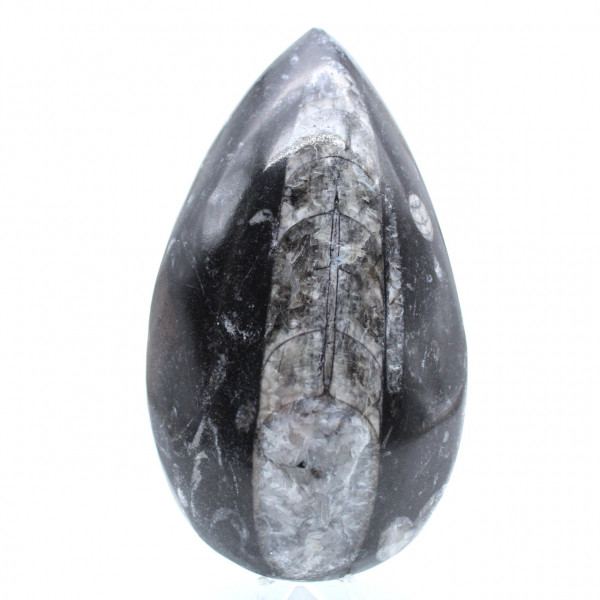 Ortocera fossilizzata